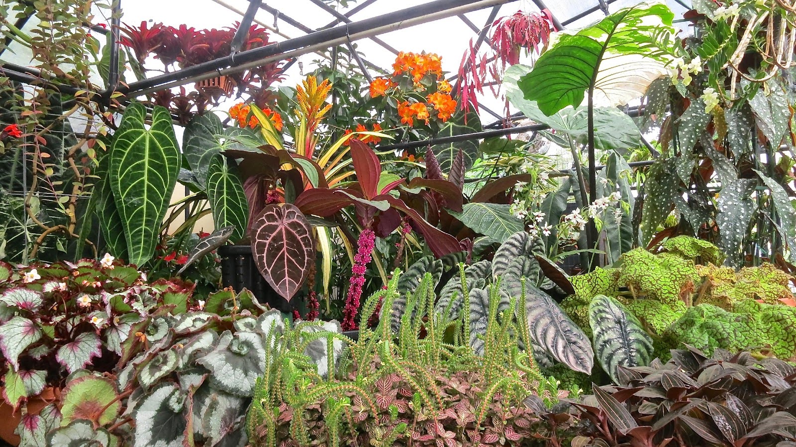 Block Botanical Gardens’ Greenhouses circa 2008