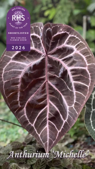 Anthurium Black Widow x Michelle - Anthuriums By DocBlock