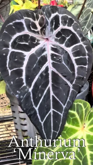 Anthurium Zara F4 - Anthuriums By DocBlock